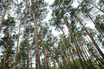 spruce forest, pinery, pine forest, Pine Tree, Fairy Forest, untouched spruce forest