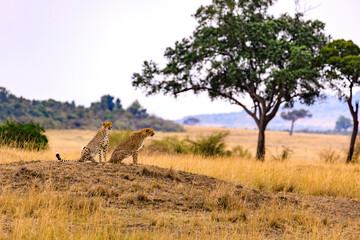 Masai Mara, Geparde in der Serengeti