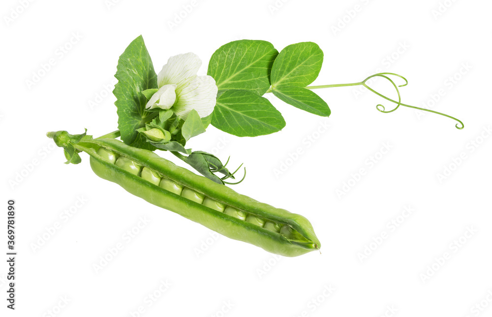 Sticker Fresh green pea in the pod with flowers isolated.