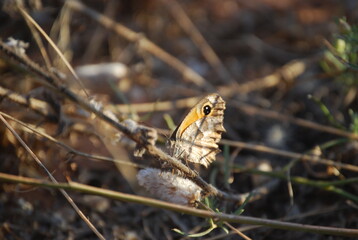 Black Orange and Grey Butterfly