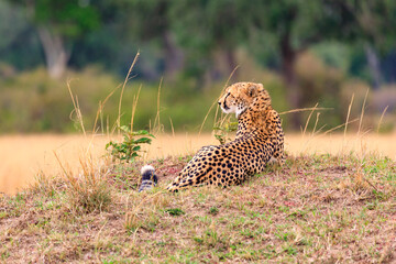 Masai Mara, Geparde in der Serengeti