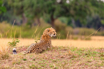 Masai Mara, Geparde in der Serengeti, Kenia
