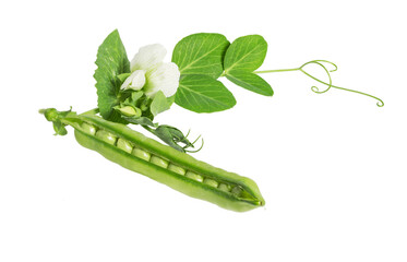 Fresh green pea in the pod with flowers isolated.