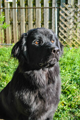 Pepper the Newfoundland Dog
Insta:Pepper.the.Newfie