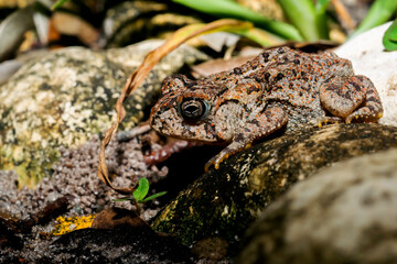 Macro photo of a Southern Toad (Anaxyrus terrestris). This toad can be found on the coastal plain of the southeastern United States. This photo was taken in Clearwater, FL.