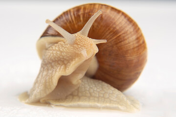 Helix pomatia. grape snail on a white background. mollusc and invertebrate. delicacy meat and gourmet food.