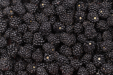 Background of fresh blackberries, close. A lot of ripe juicy wild fruits and raw berries are lying on the table. Top view.  Flat lay