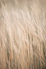 A close up of some grass