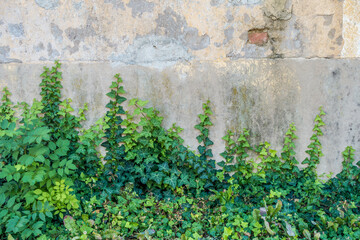 Schäden an der Hauswand verursacht durch Efeu