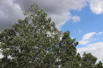 tree and sky