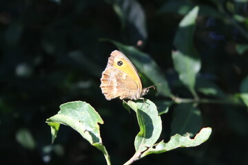 butterfly on leaf