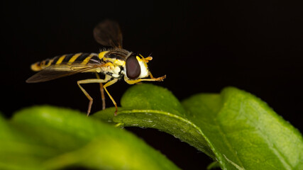 eine Schwebfliege auf einem grünen Blatt