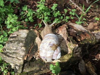 snail on a tree