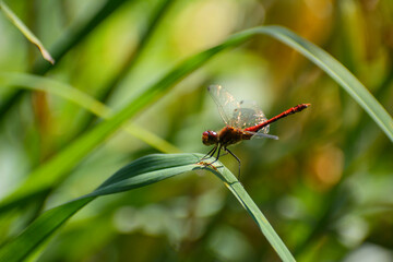 a red dragonfly is sitting on a blade of grass