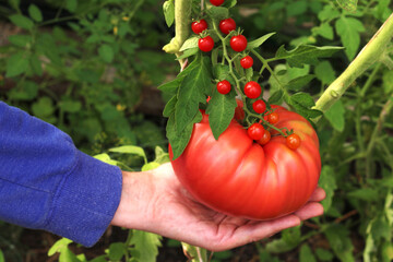 Large ripe red tomato and small cherry in the hands of a woman. Comparison by size. Garden concept