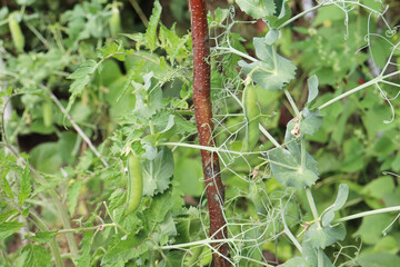 pods of green peas on a branch in the garden