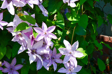 weaving plant in the garden Lomonos selective
