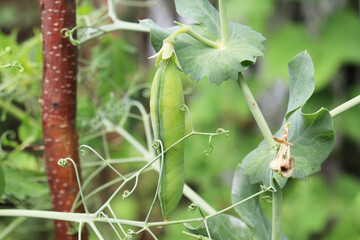 pods of green peas on a branch in the garden