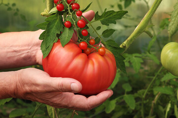 A farmer holds a large tomato in his hands. Comparison of the sizes of tomatoes, large and small. Garden concept