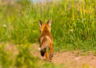 Fototapeta premium Lis