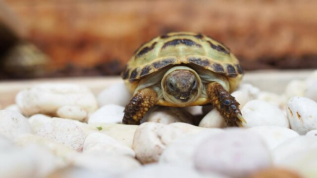 Close up pose of Russian Tortoise slowly walking on white stone in wood house front view.