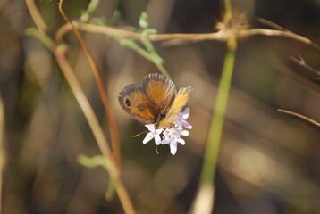 Black Orange and Grey Butterfly
