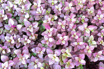 Joseph's coat plants 