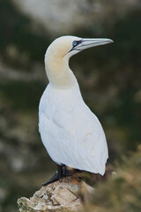 A gannet bird on the rocks
