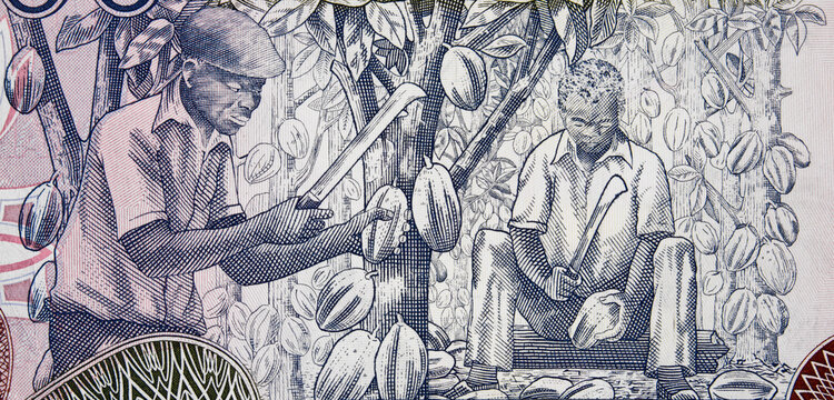 African farmers harvesting cocoa on Ghana 1000 cedi (2002) banknote closeup, Africa Ghanaian money macro