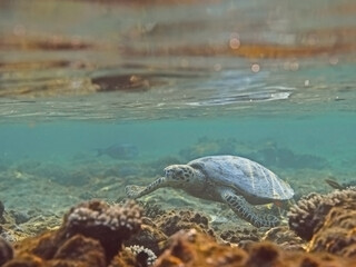 Hawksbill sea turtle (Eretmochelys imbricata) in water over coral reef, tropical tortoise swimming underwater