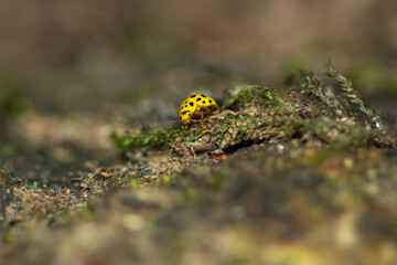 Psyllobora vigintiduopunctata. 