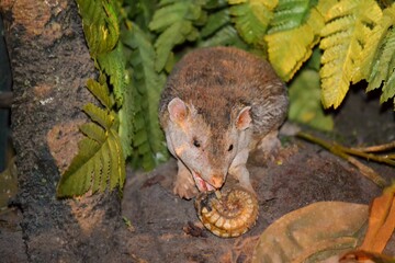 A small marsupial 