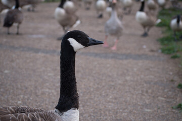 Canada Goose on a path with geese in the background
