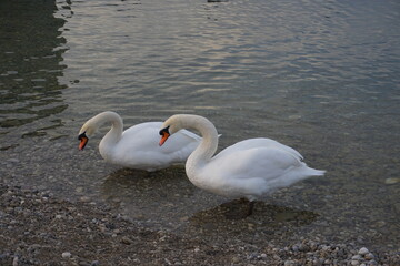 Schwäne in der Isar