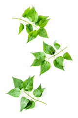 Lauout of green leaves - nature background. Top view