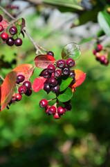 red berries on a branch