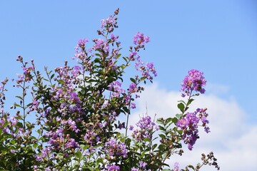 Crape myrtle flowers / Lythraceae deciduous tree