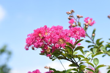 Crape myrtle flowers / Lythraceae deciduous tree