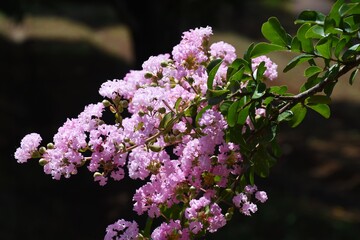 Crape myrtle flowers / Lythraceae deciduous tree