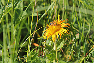 Wild bee on the flower the elecampane in the Princely glades of the North Caucasus. July 16, 2020
Adygea Republic, Russia