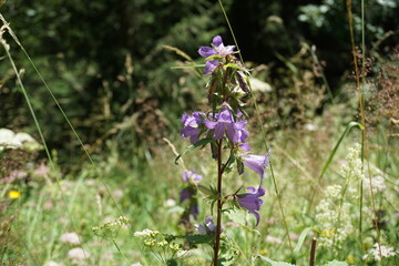 Glockenblume auf der Bergwiese