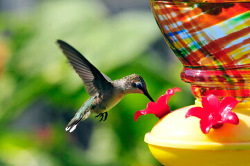 Ruby-throated female hummingbird