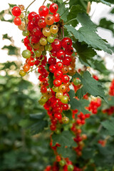 Redcurrant berries ripen on a branch of a bush