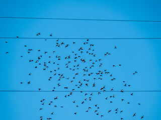 Vogelschwarm und Stromkabel