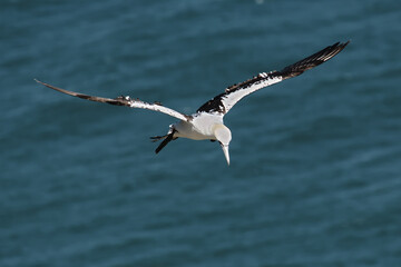Fototapeta na wymiar Flying gannet over the sea