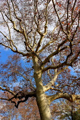 A tree in one of the parks in Barcelona/ December 2012