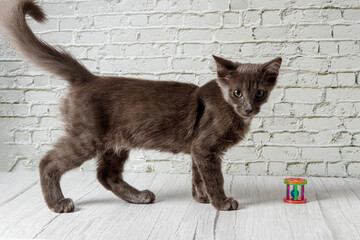 Beautiful gray cat on a brick wall background