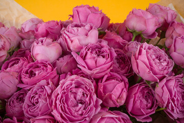 Purple roses bouquet on yellow background