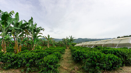 Fototapeta na wymiar Photograph of a coffee crop with green and ripe grades in Trujillo Valle del Cauca Colombia