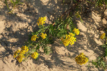 spring landscape panorama with blooming flowers in the meadow. purple blueberries bloom on the field. panoramic summer view of blooming wild flowers in the meadow.
